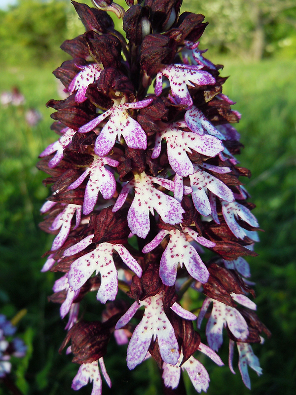Albigny-sur-Saône (Rhône),<br />17 avril 2011